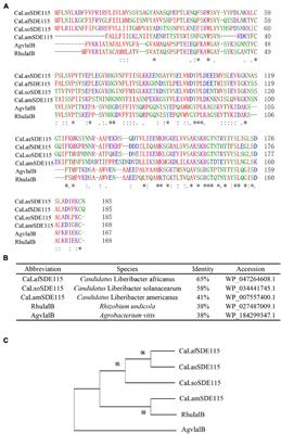 Overexpression of a “Candidatus Liberibacter Asiaticus” Effector Gene CaLasSDE115 Contributes to Early Colonization in Citrus sinensis